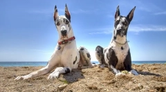 Німецька собака (фотографії): ніжна відданість і благородна сила